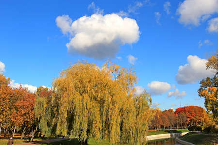 willow on the shore of a pond in a city park