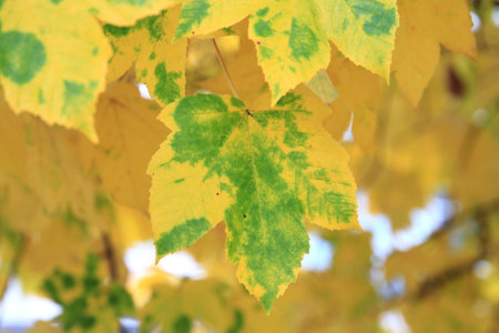 exotic sketches of autumn nature in the Kiev Botanical Gardenの写真素材