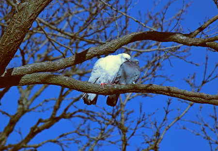 married couple of pigeons bask in the winter sunの写真素材
