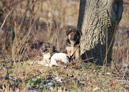 young puppies get to know the world around them