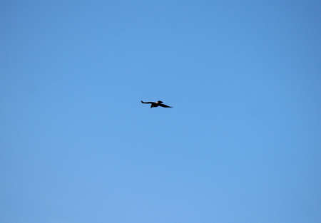bird in free flight against the blue sky