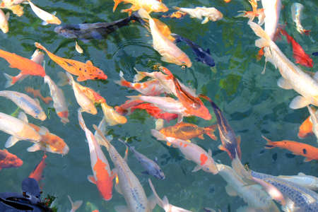 a flock of ornamental fish in the pond of the Kiev zoo