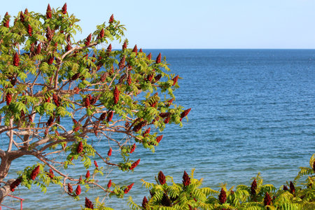 exotic southern tree on the Black Sea coast in Bulgariaの写真素材