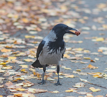 happy crow found a big tasty nut