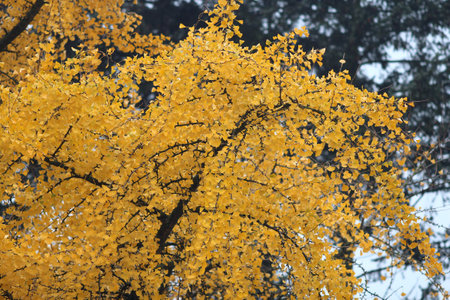 picturesque corner of the botanical garden in early autumnの写真素材