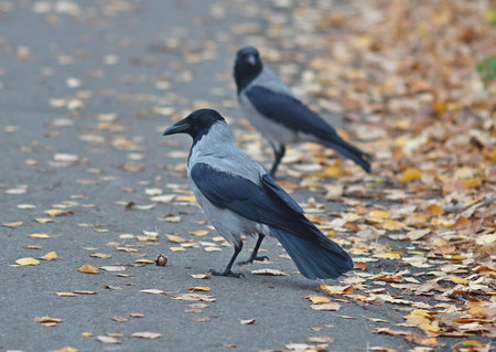 happy crow found a big tasty nutの写真素材