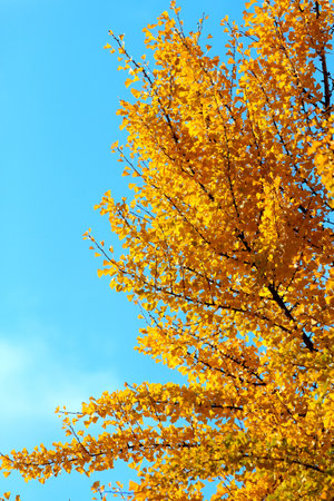 picturesque corner of the botanical garden in early autumnの写真素材