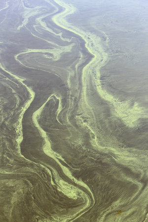 View of the patterns of blossomed duckweed on the riverの写真素材