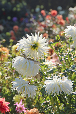 riot of blooming chrysanthemum in the botanical garden of Kyivの写真素材