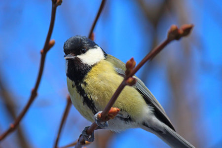 cute titmouse in the wilds of the city park