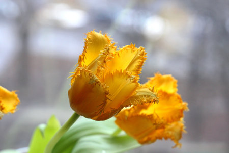 beautiful tulip on the eve of the spring holidayの写真素材