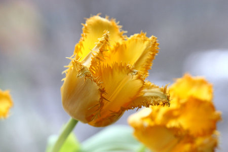 beautiful tulip on the eve of the spring holidayの写真素材