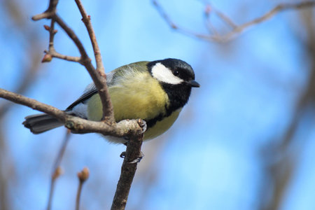 tit in winter city parkの写真素材