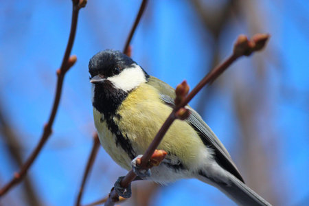 tit in winter city parkの写真素材
