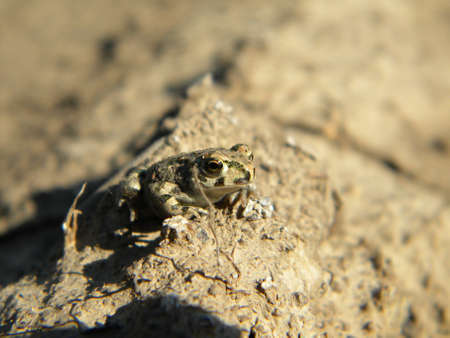 A little European green toad