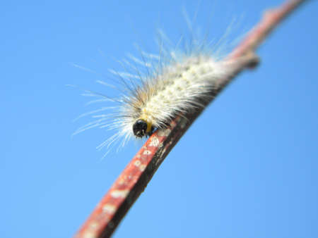A hairy caterpillar on a stickの写真素材