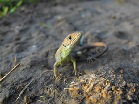 A baby lizardの写真素材