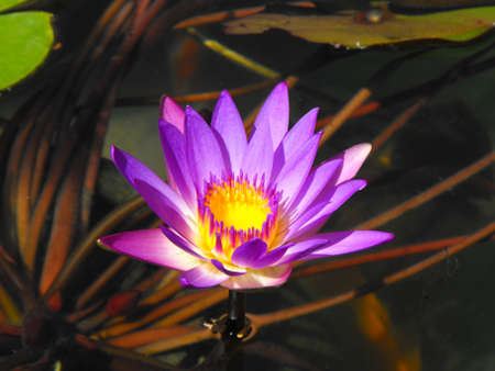 A pink water lilyの写真素材