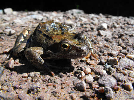 A forest  frog on dry land