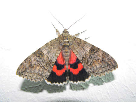 A moth on a white backgrounの写真素材