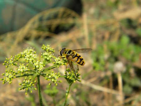 An august fly on some little flowersの写真素材