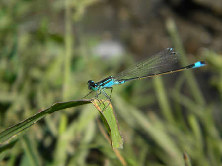 A blue damselfly on a leafの写真素材