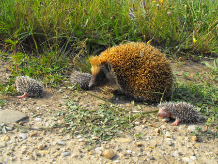 A mother hedgehog with three babiesの写真素材