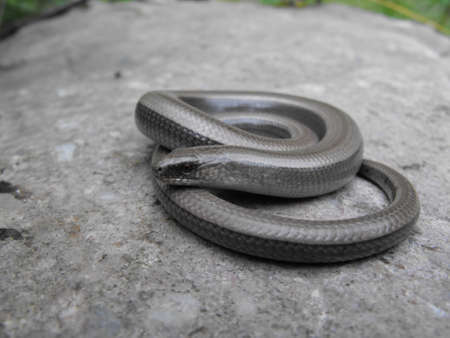 A glass snake or a lizard with no legs