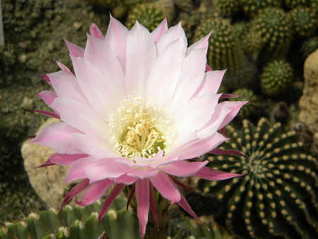 A big bloomed cactus flowerの写真素材