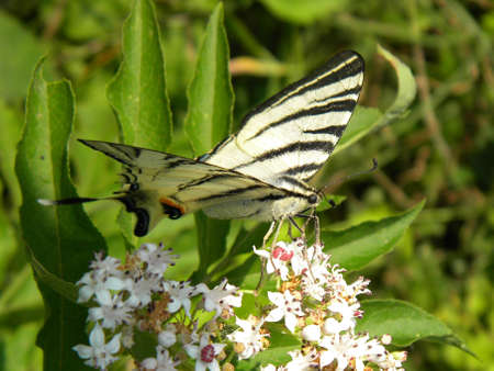 A white butterfly on some little flowersの写真素材