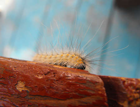 A hairy caterpillar on a banchの写真素材