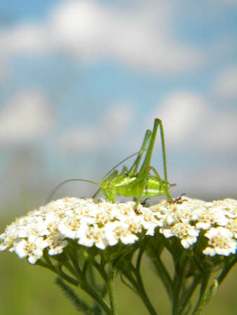 A green grasshopper on some white flowersの写真素材