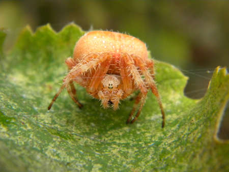 An orange garden spiderの写真素材