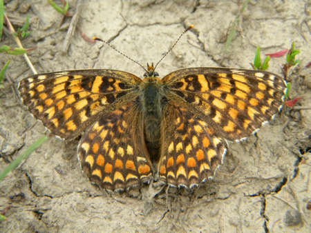 Am orange butterfly on the landの写真素材