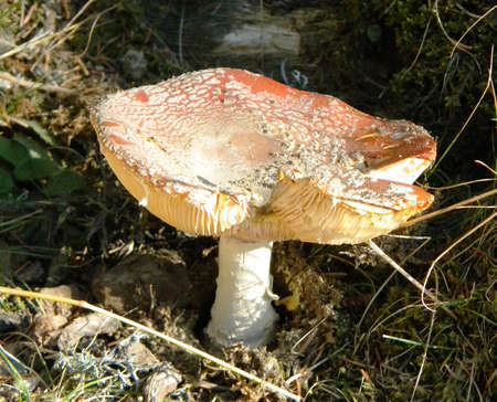 A red toxic mushroom in the forestの写真素材
