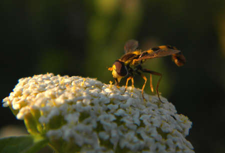A fly on some little flowers