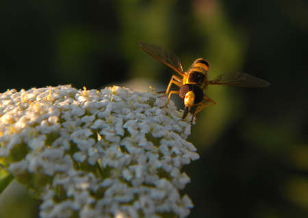 A yellow fly on some white flowers 