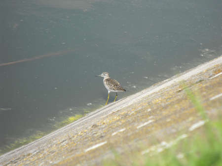 A little dotted bird near a waterの写真素材