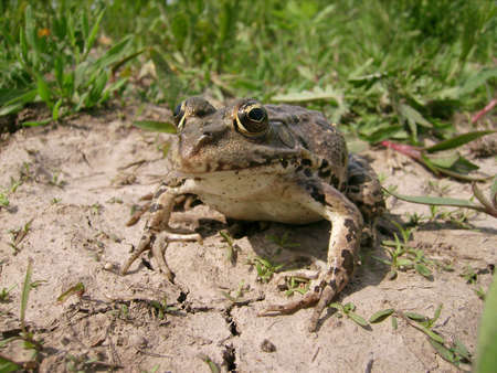 A lake frog posing