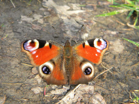 A peacock butterfly waiting with opened wingsの写真素材