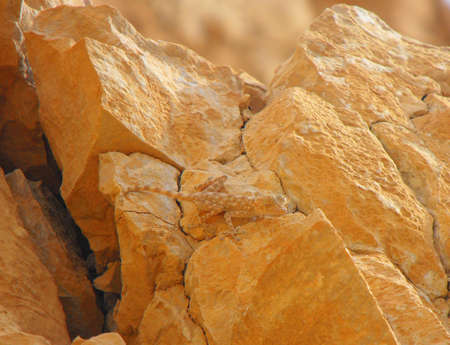 A desert gecko on a stone