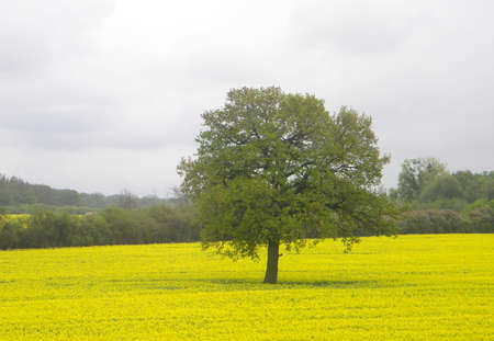 A tree alone in a field with yellow flowersの写真素材