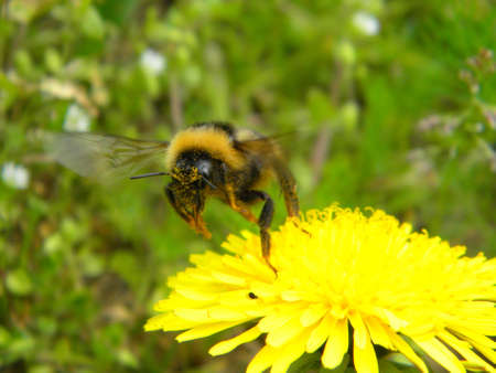 A bumblebee flying from an yellow flower