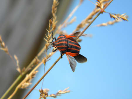 A red striped bug