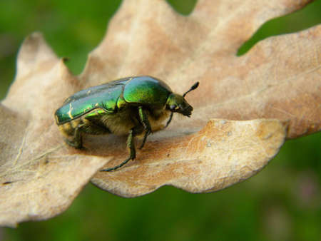 A green bug on a dry leaf