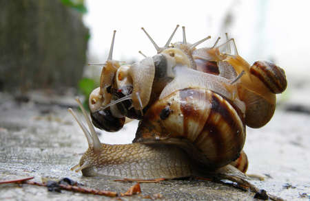 A big snail carrying many smaller snails