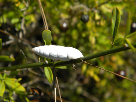 A white snailの写真素材