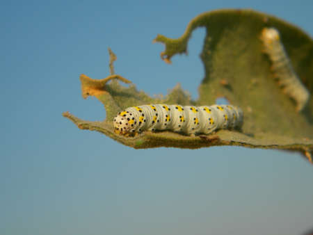 A white caterpillar on a green leaf
