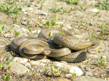 Two brown snakesの写真素材