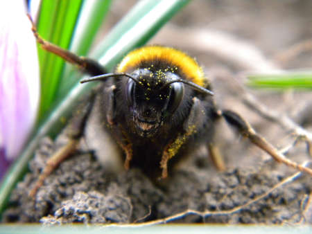 A close up of a bumblebee の写真素材